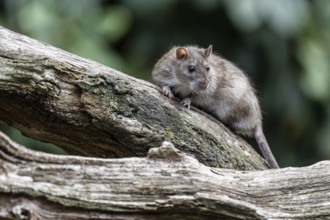 Norway rat (Rattus norvegicus), Emsland, Lower Saxony, Germany