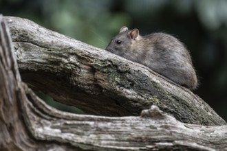 Norway rat (Rattus norvegicus), Emsland, Lower Saxony, Germany