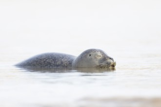 Common seal (Phoca vitulina) adult animal sleeping in the sea, Norfolk, England, United Kingdom