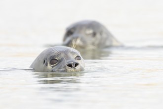 Common seal (Phoca vitulina) two adult animals in the sea, Norfolk, England, United Kingdom