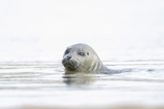 Common seal (Phoca vitulina) adult animal swimming in the sea, Norfolk, England, United Kingdom