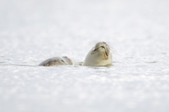 Common seal (Phoca vitulina) adult mother animal and juvenile baby pup in the sea, Norfolk,