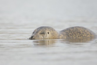 Common seal (Phoca vitulina) adult animal sleeping in the sea, Norfolk, England, United Kingdom