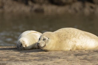 Common seal (Phoca vitulina) two adult animals sleeping on a beach, Norfolk, England, United