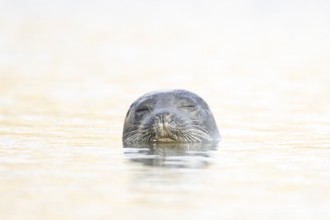 Common seal (Phoca vitulina) adult animal sleeping in the sea, Norfolk, England, United Kingdom