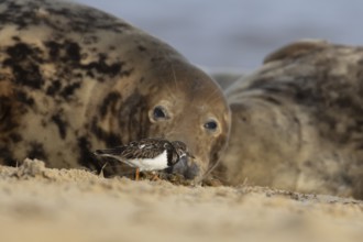 Grey seal (Halichoerus grypus) adult animal resting on a beach birdwatching as a Turnstone wading