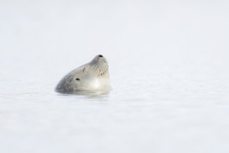 Common seal (Phoca vitulina) adult animal sleeping in the sea, Norfolk, England, United Kingdom