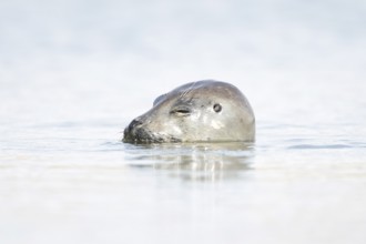 Common seal (Phoca vitulina) adult animal sleeping in the sea, Norfolk, England, United Kingdom