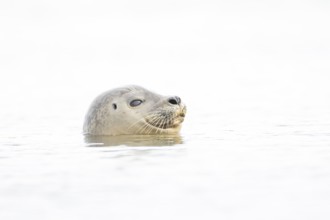 Common seal (Phoca vitulina) adult animal in the sea, Norfolk, England, United Kingdom