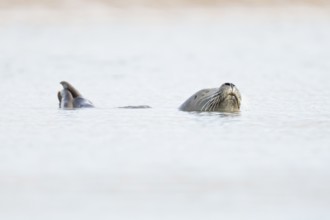 Common seal (Phoca vitulina) adult animal sleeping in the sea, Norfolk, England, United Kingdom