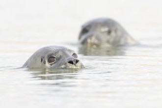 Common seal (Phoca vitulina) two adult animals in the sea, Norfolk, England, United Kingdom