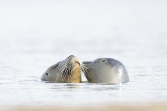 Common seal (Phoca vitulina) adult mother animal and juvenile baby pup in the sea, Norfolk,