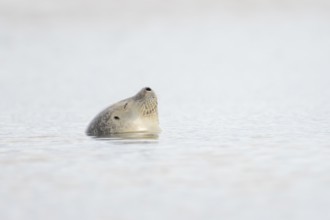 Common seal (Phoca vitulina) adult animal sleeping in the sea, Norfolk, England, United Kingdom