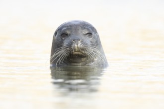 Common seal (Phoca vitulina) adult animal in the sea, Norfolk, England, United Kingdom