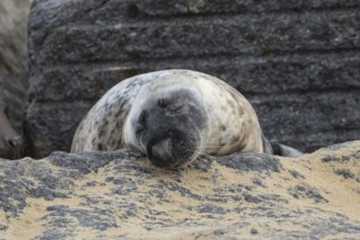 Grey seal (Halichoerus grypus) adult animal sleeping on a rock on a beach, Norfolk, England, United