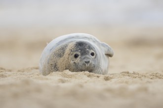 Grey seal (Halichoerus grypus) adult animal resting on a beach, Norfolk, England, United Kingdom