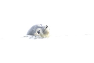 Common seal (Phoca vitulina) adult animal in the sea, Norfolk, England, United Kingdom