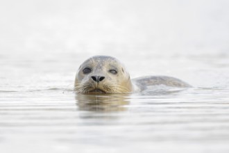 Common seal (Phoca vitulina) adult animal in the sea, Norfolk, England, United Kingdom