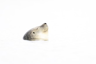 Common seal (Phoca vitulina) adult animal sleeping in the sea, Norfolk, England, United Kingdom