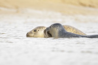 Common seal (Phoca vitulina) adult mother animal and juvenile baby pup in the sea, Norfolk,