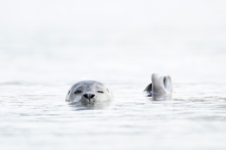 Common seal (Phoca vitulina) adult animal in the sea, Norfolk, England, United Kingdom