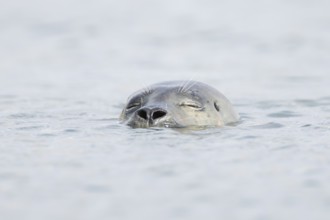 Common seal (Phoca vitulina) adult animal sleeping in the sea, Norfolk, England, United Kingdom