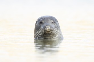 Common seal (Phoca vitulina) adult animal in the sea, Norfolk, England, United Kingdom