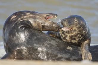 Grey seal (Halichoerus grypus) two adult animals lovingly courting on a beach, Norfolk, England,