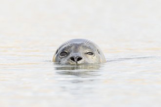 Common seal (Phoca vitulina) adult animal swimming in the sea, Norfolk, England, United Kingdom