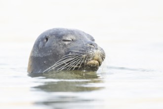 Common seal (Phoca vitulina) adult animal sleeping in the sea, Norfolk, England, United Kingdom