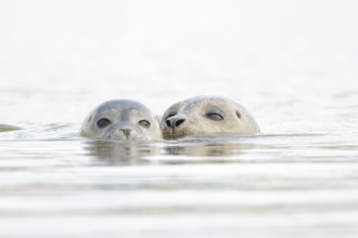 Common seal (Phoca vitulina) adult mother animal and juvenile baby pup in the sea, Norfolk,