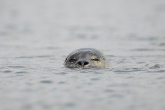 Common seal (Phoca vitulina) adult animal swimming in the sea, Norfolk, England, United Kingdom
