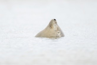 Common seal (Phoca vitulina) adult animal sleeping in the sea, Norfolk, England, United Kingdom