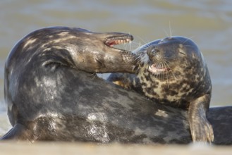 Grey seal (Halichoerus grypus) two adult animals lovingly courting on a beach, Norfolk, England,