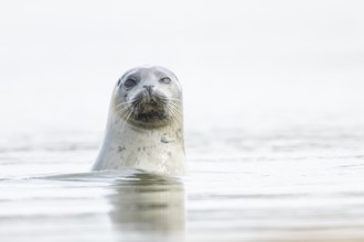 Common seal (Phoca vitulina) adult animal in the sea, Norfolk, England, United Kingdom