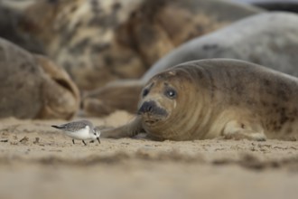 Grey seal (Halichoerus grypus) adult animal resting on a beach birdwatching as a Sanderling wading
