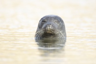 Common seal (Phoca vitulina) adult animal sleeping in the sea, Norfolk, England, United Kingdom