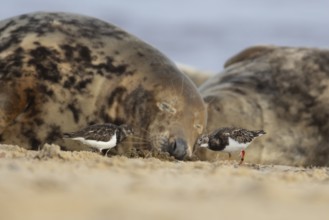 Grey seal (Halichoerus grypus) adult animal sleeping on a beach as two Turnstone wading birds feed,