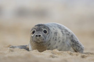 Grey seal (Halichoerus grypus) adult animal resting on a beach, Norfolk, England, United Kingdom