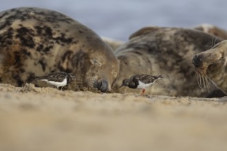 Grey seal (Halichoerus grypus) adult animal sleeping on a beach as two Turnstone wading birds feed,