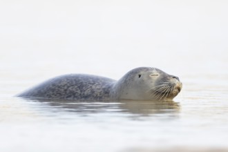 Common seal (Phoca vitulina) adult animal sleeping in the sea, Norfolk, England, United Kingdom