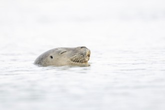 Common seal (Phoca vitulina) adult animal sleeping in the sea, Norfolk, England, United Kingdom