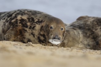 Grey seal (Halichoerus grypus) adult animal resting on a beach birdwatching as a Sanderling wading
