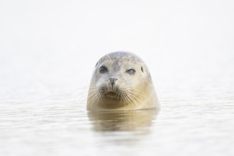 Common seal (Phoca vitulina) adult animal in the sea, Norfolk, England, United Kingdom