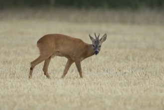 Roe deer (Capreolus capreolus) adult male buck animal in a farmland stubble field in summer,