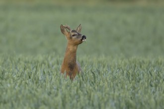 Roe deer (Capreolus capreolus) adult male buck animal in a farmland wheat field in summer, England,