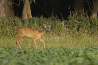 Roe deer (Capreolus capreolus) adult male buck animal feeding in a farm sugar beet crop on the edge
