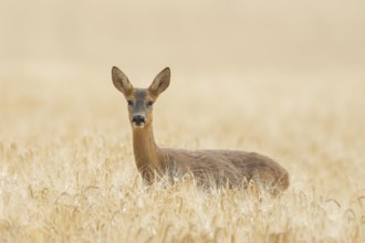 Roe deer (Capreolus capreolus) adult female doe animal in a farmland cereal field in summer,