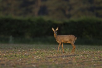 Roe deer (Capreolus capreolus) adult female doe animal in a farmland field in summer, England,