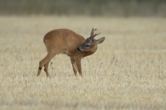 Roe deer (Capreolus capreolus) adult male buck animal in a farmland stubble field in summer,